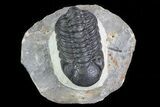 Austerops Trilobite - Ofaten, Morocco #75483-1